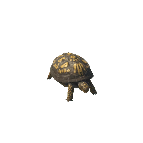 Box_turtle