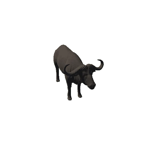 Cape_buffalo