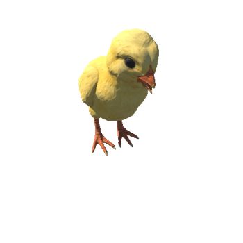 Chick_v1