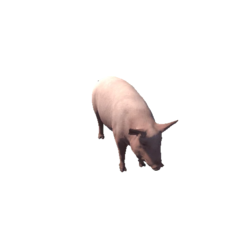 Domestic_pig