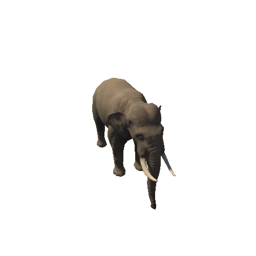 Indian_elephant