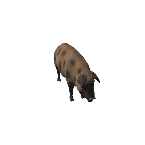 Mud_pig_v2