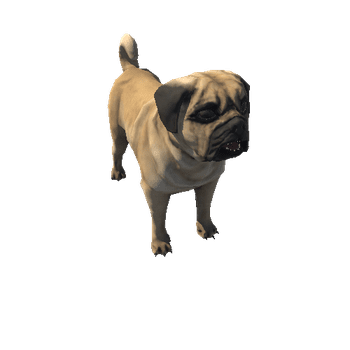 Pug