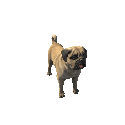 Pug