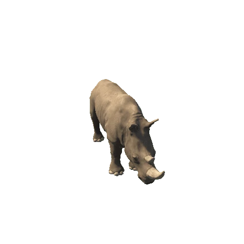 Rhinoceros