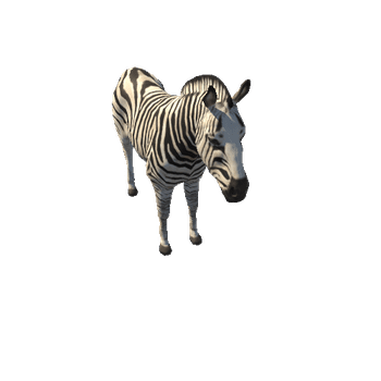 Zebra