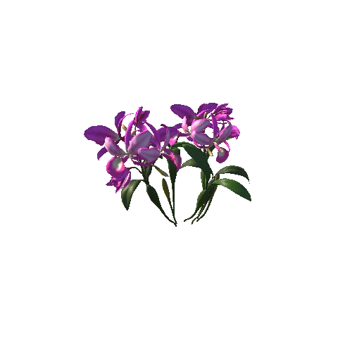 Flower_Guarianthe_00