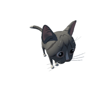 Kitten_Tito_grey