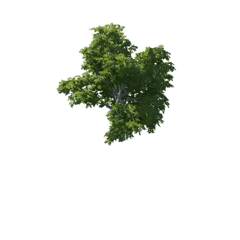 Broadleaf_Desktop