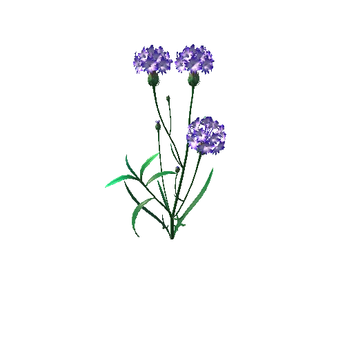 Flower_Centaurea