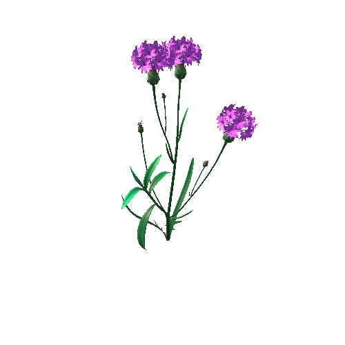 Flower_Centaurea1