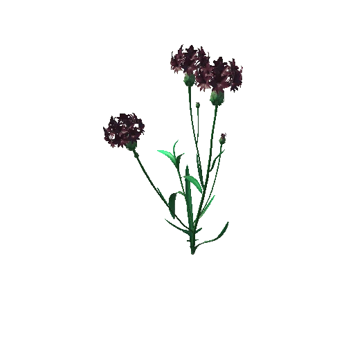 Flower_Centaurea2