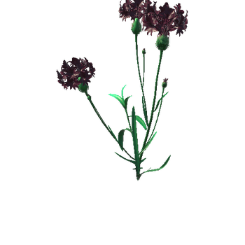 Flower_Centaurea2_1