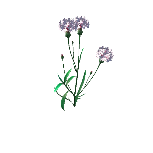 Flower_Centaurea3