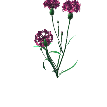 Flower_Centaurea5_1