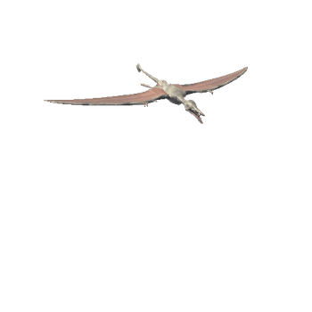 Rhamphorhynchus