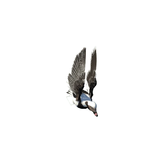 Long-tailed_Duck@landing