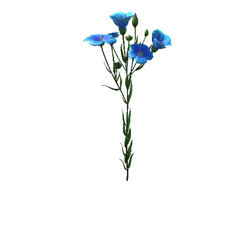 flower_Flax1