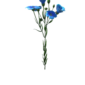 flower_Flax1_1