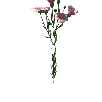 flower_Flax4_1