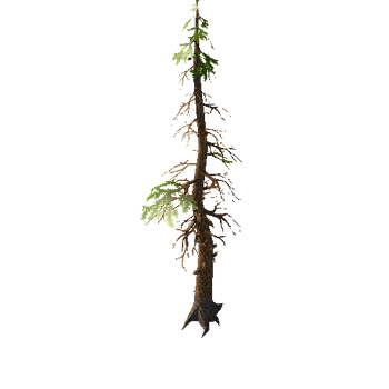 Pine_1_1