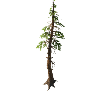 Pine_9_1