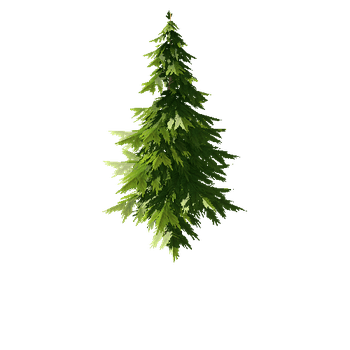 Spruce_2_1