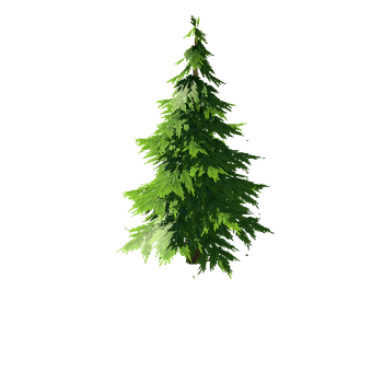 Spruce_6_1