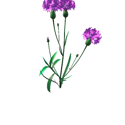 Flower_Centaurea1_1