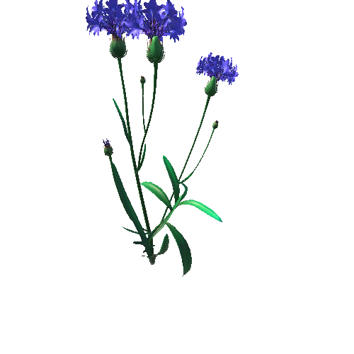 Flower_Centaurea6_1