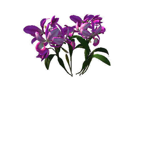 Flower_Guarianthe_00_1