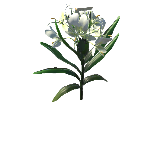 Hedychium-coronarium-Koenig_Flower_white