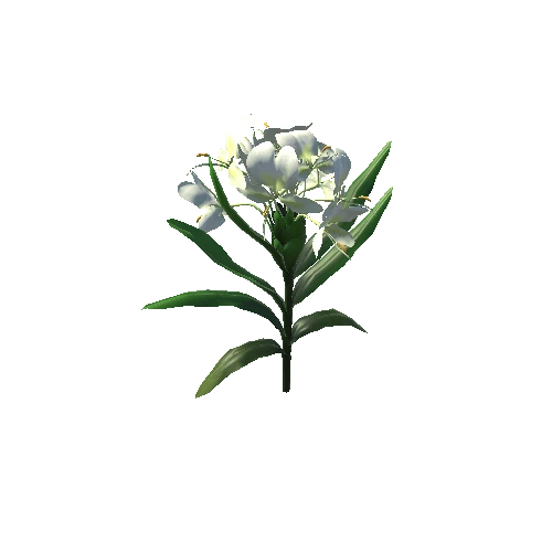 Hedychium-coronarium-Koenig_Flower_white