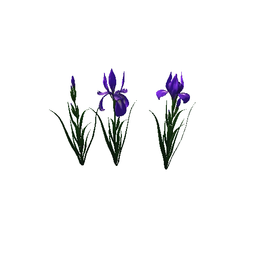 flower_Iris_1