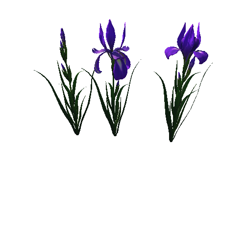 flower_Iris_1_1