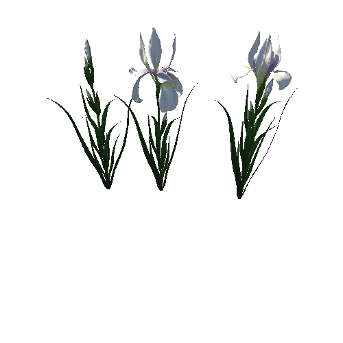 flower_Iris_2_1