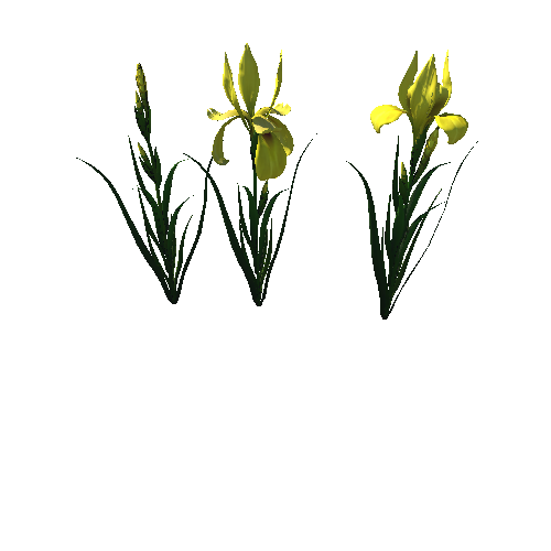 flower_Iris_3_1