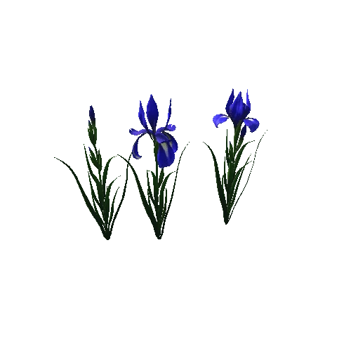 flower_Iris_4