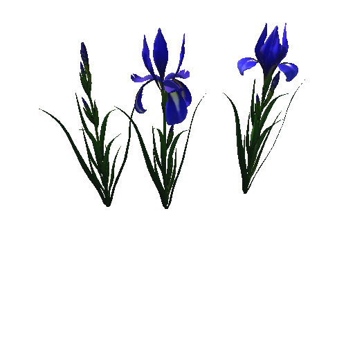 flower_Iris_4_1