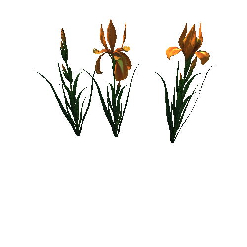 flower_Iris_5_1