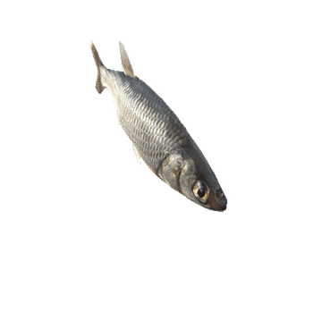 Fish_1