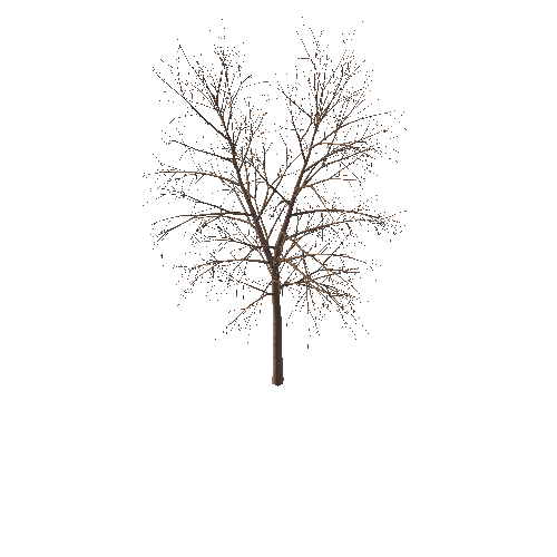 Tree_02_L_02