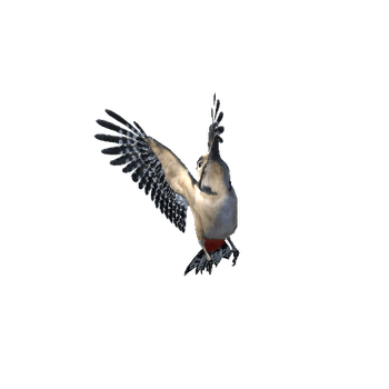 Woodpecker@landing2