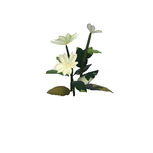 Flower_White_C