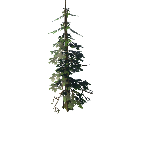 Tree03_02A