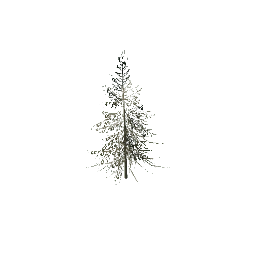 spruce_tree_01