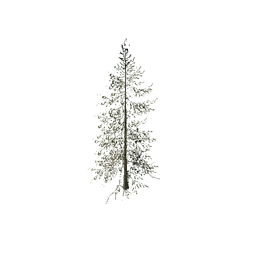 spruce_tree_02