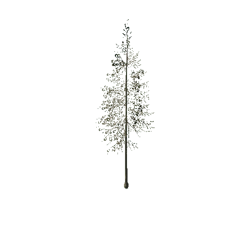 spruce_tree_03