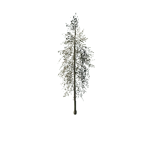 spruce_tree_04