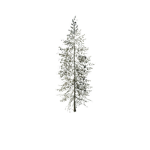 spruce_tree_05